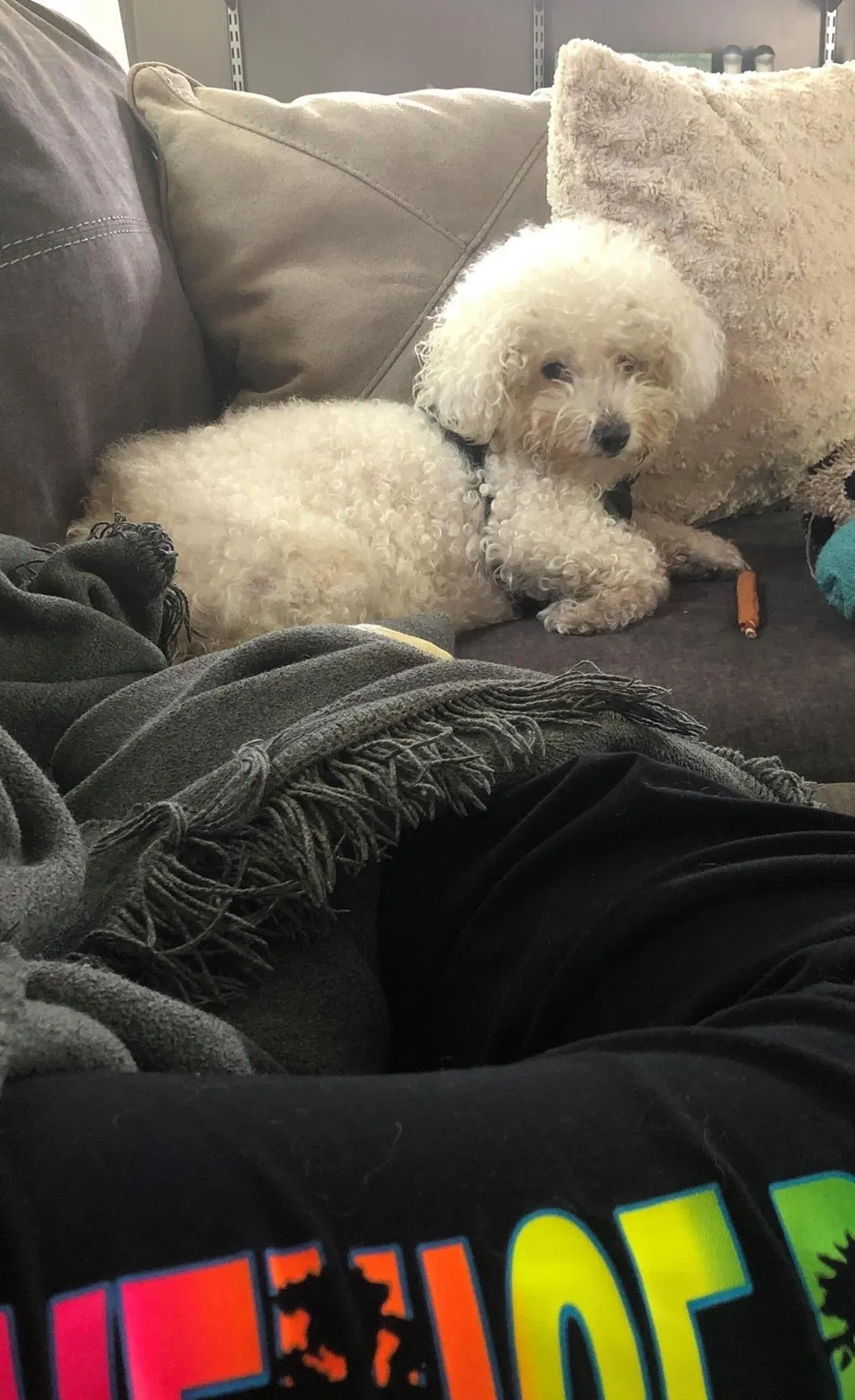 Lost dog in Los Angeles, CA, 90034