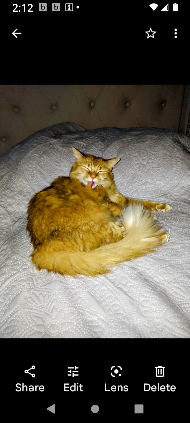 Lost cat in Dayton, TX, 77535