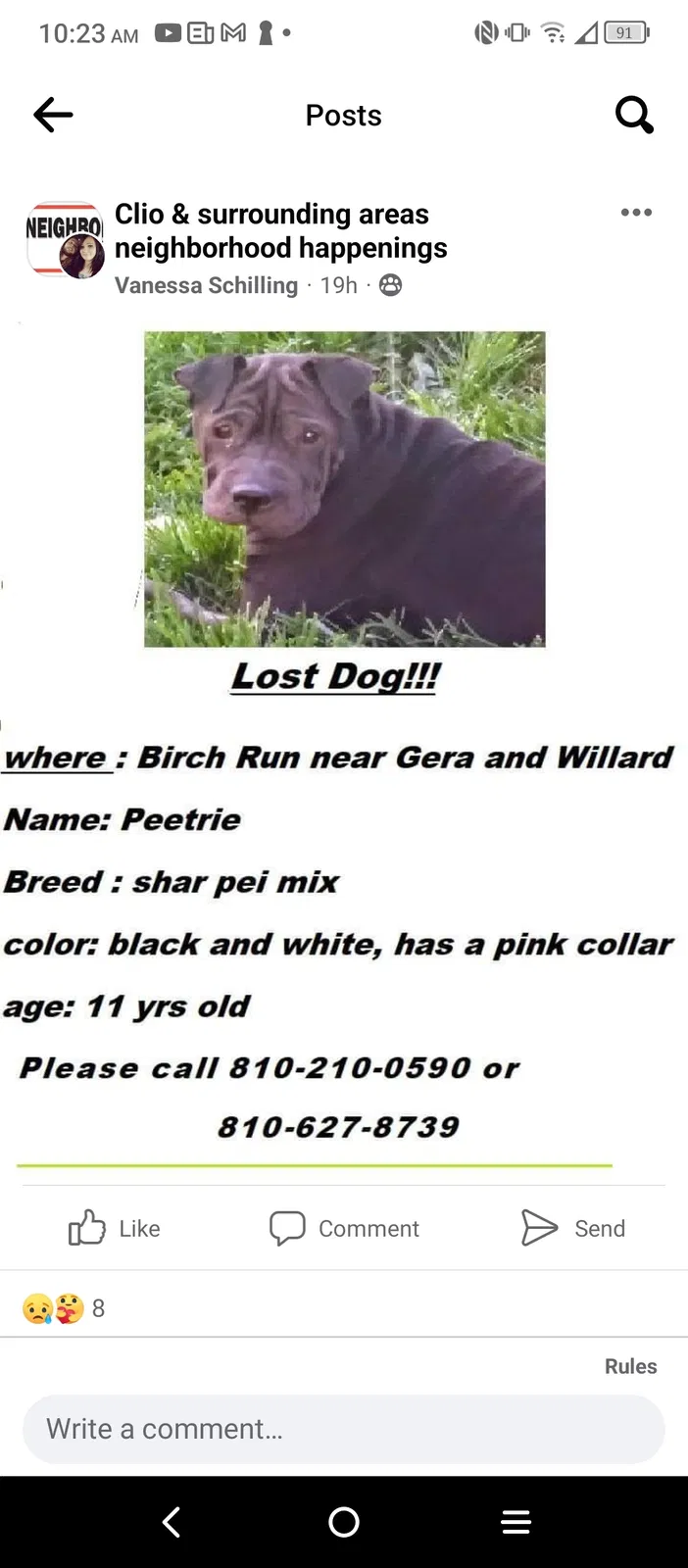 Lost dog in Birch Run, MI, 48415