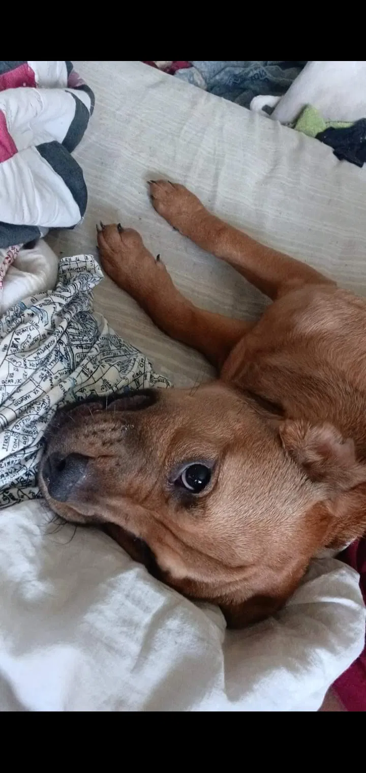 Lost dog in North Little Rock, AR, 72118