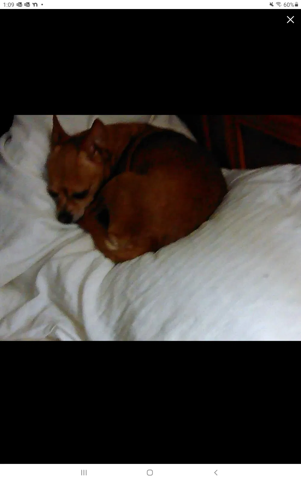 Lost dog in Fort Worth, TX, 76112
