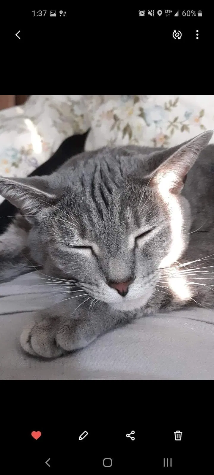 Lost cat in Whitsett, NC, 27377