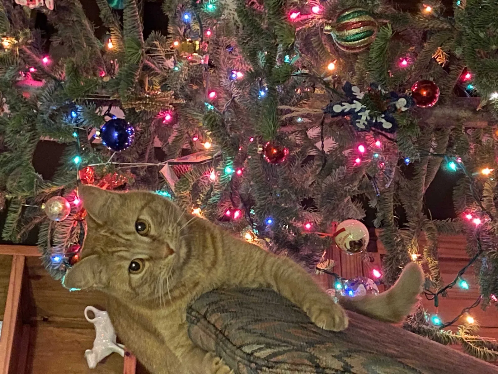 Lost cat in Hanover, MA, 2339