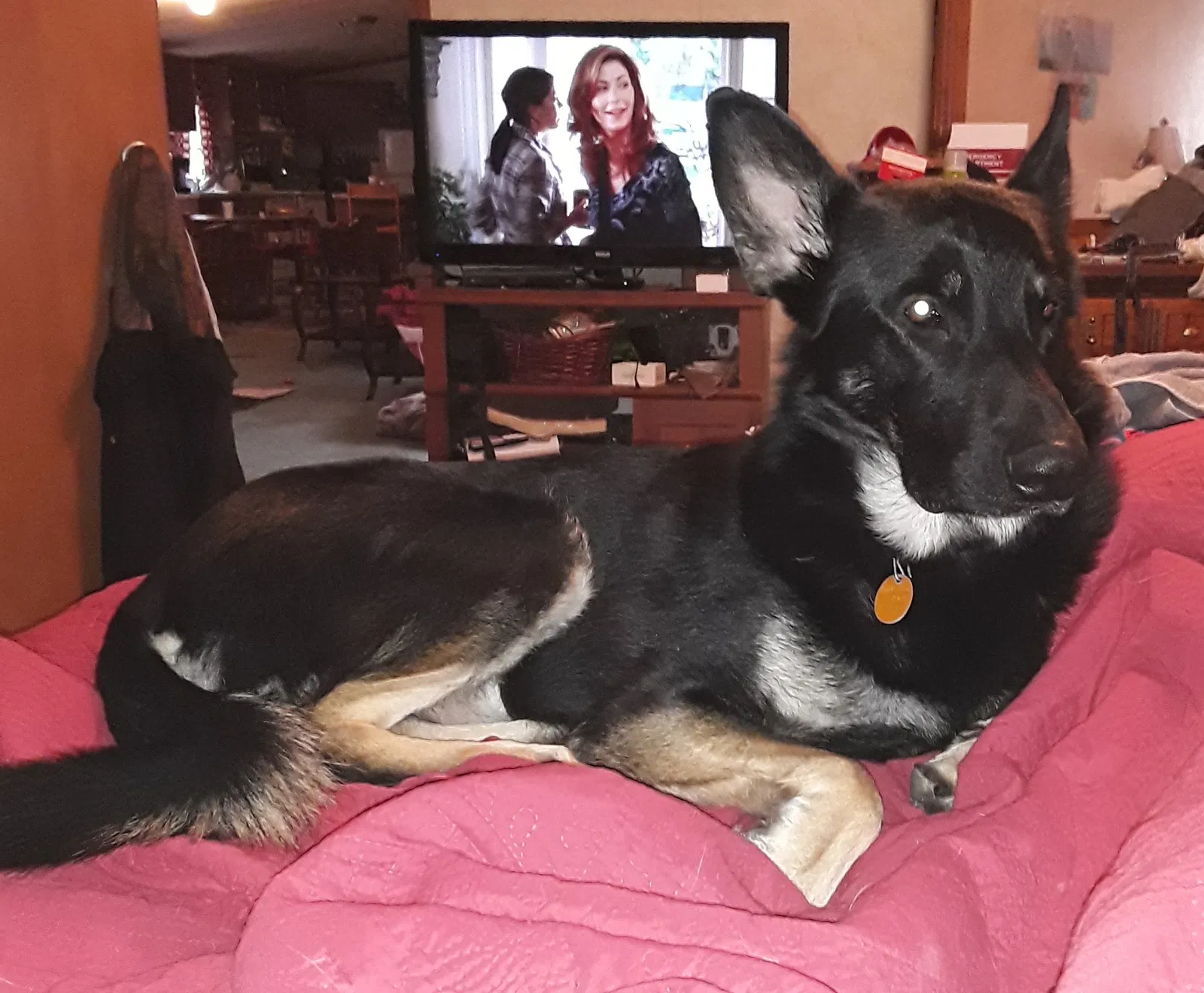 Lost dog in Byhalia, MS, 38611