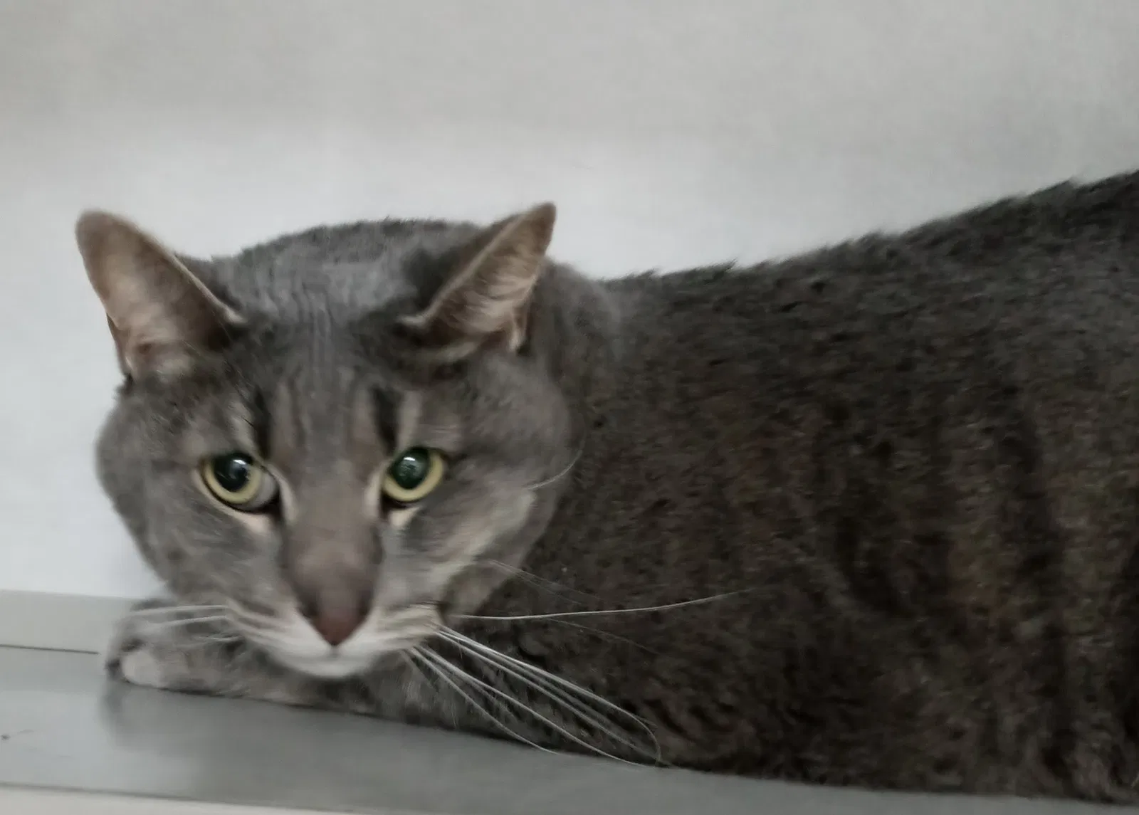 Lost cat in Harrah, OK, 73045
