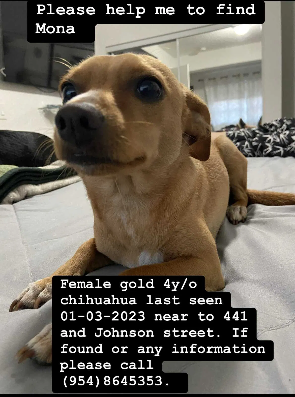 Lost dog in Hollywood, FL, 33021