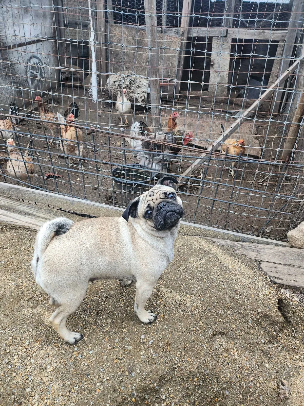 Lost dog in Compton, CA, 90222