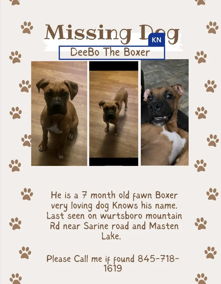 Lost dog in Wurtsboro, NY, 12790