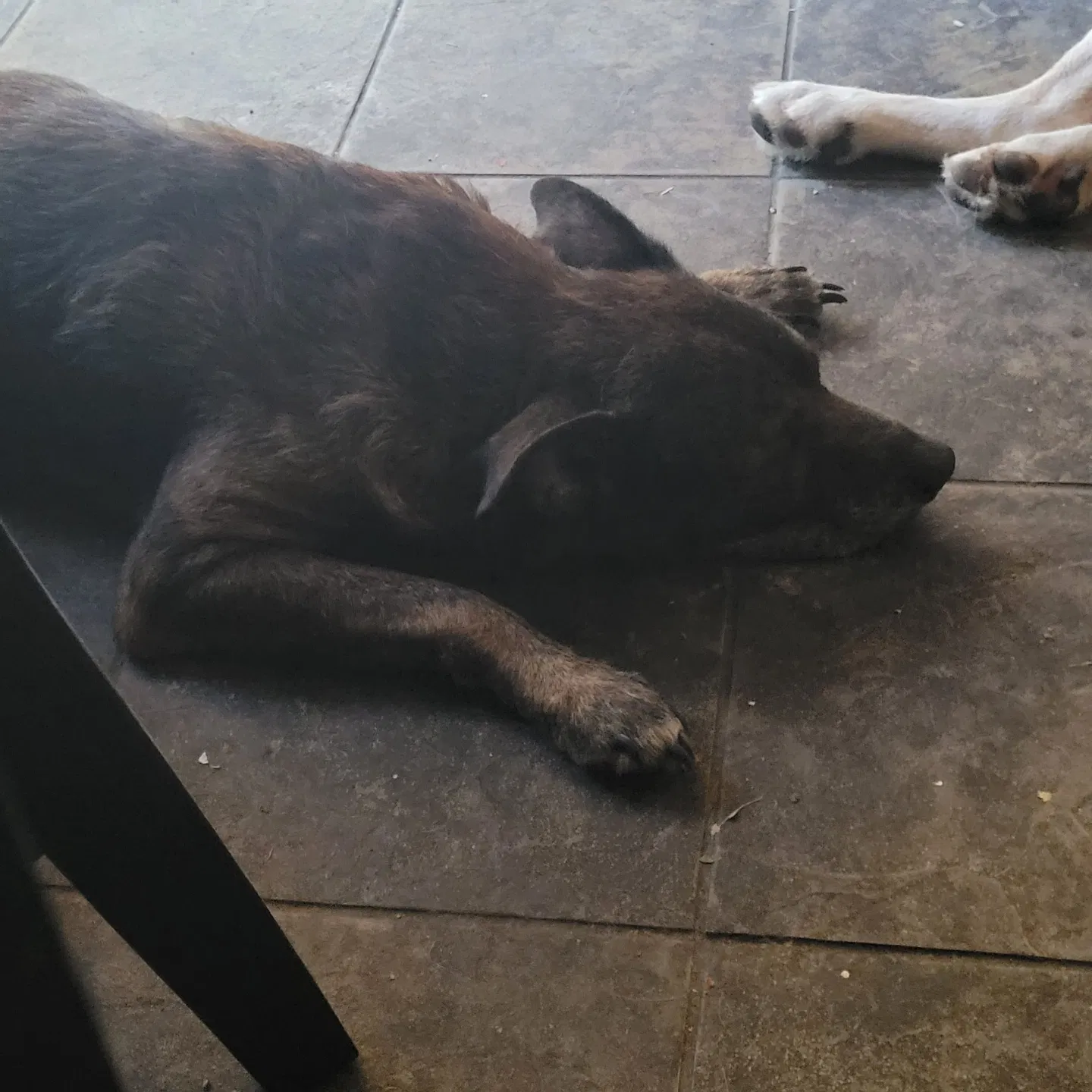 Lost dog in Arlington, TX, 76010