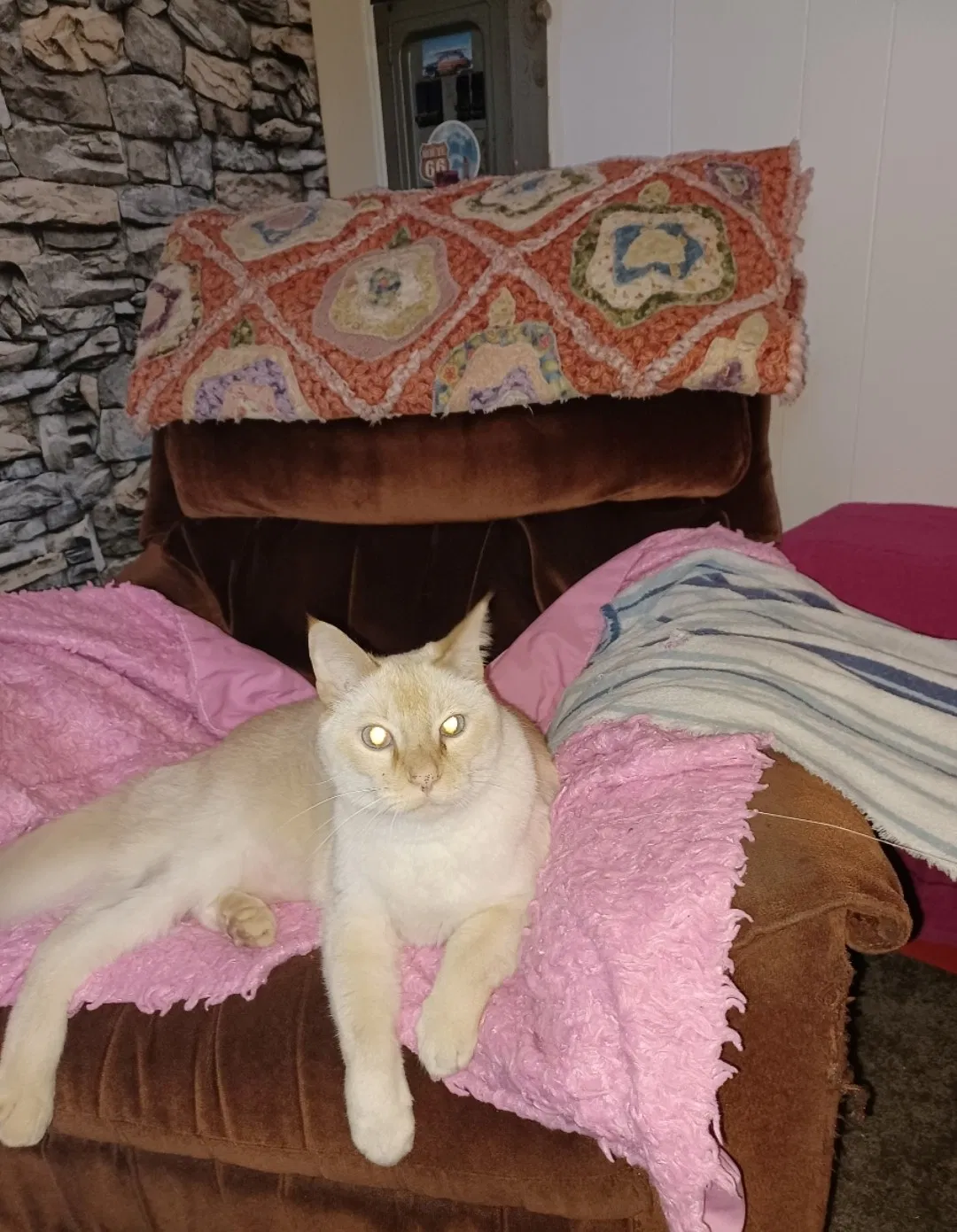 Lost cat in Alpine, CA, 91901