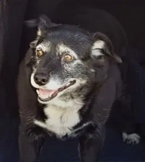 Lost dog in Colorado Springs, CO, 80927