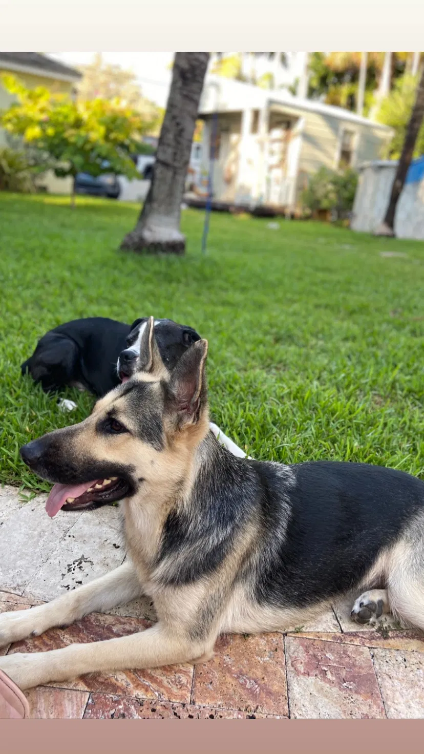 Lost dog in Fort Lauderdale, FL, 33301