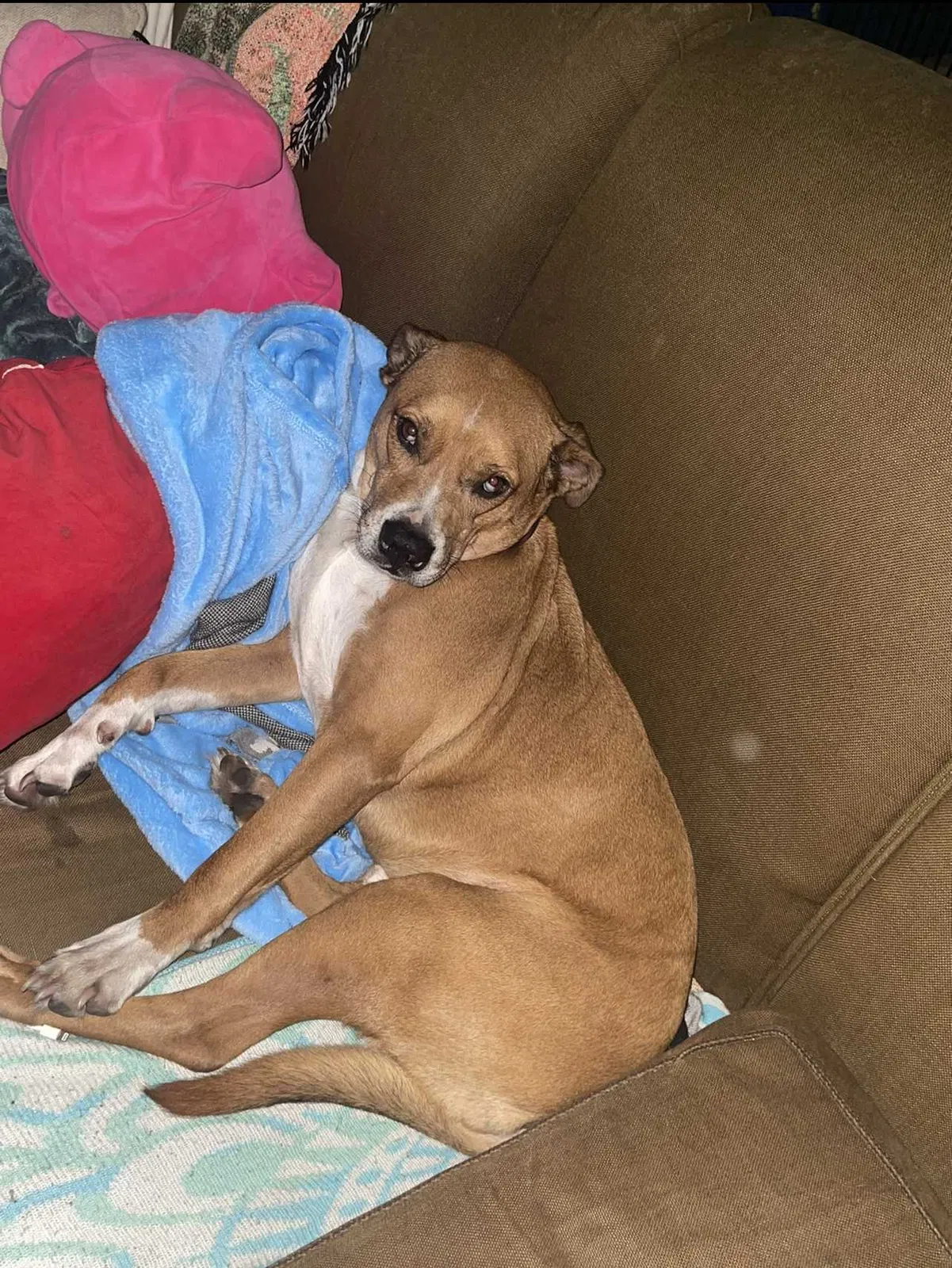 Lost dog in Saint Augustine, FL, 32095