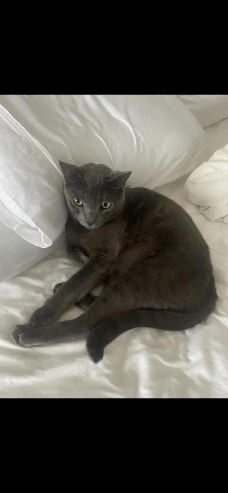 Lost cat in San Antonio, TX, 78260