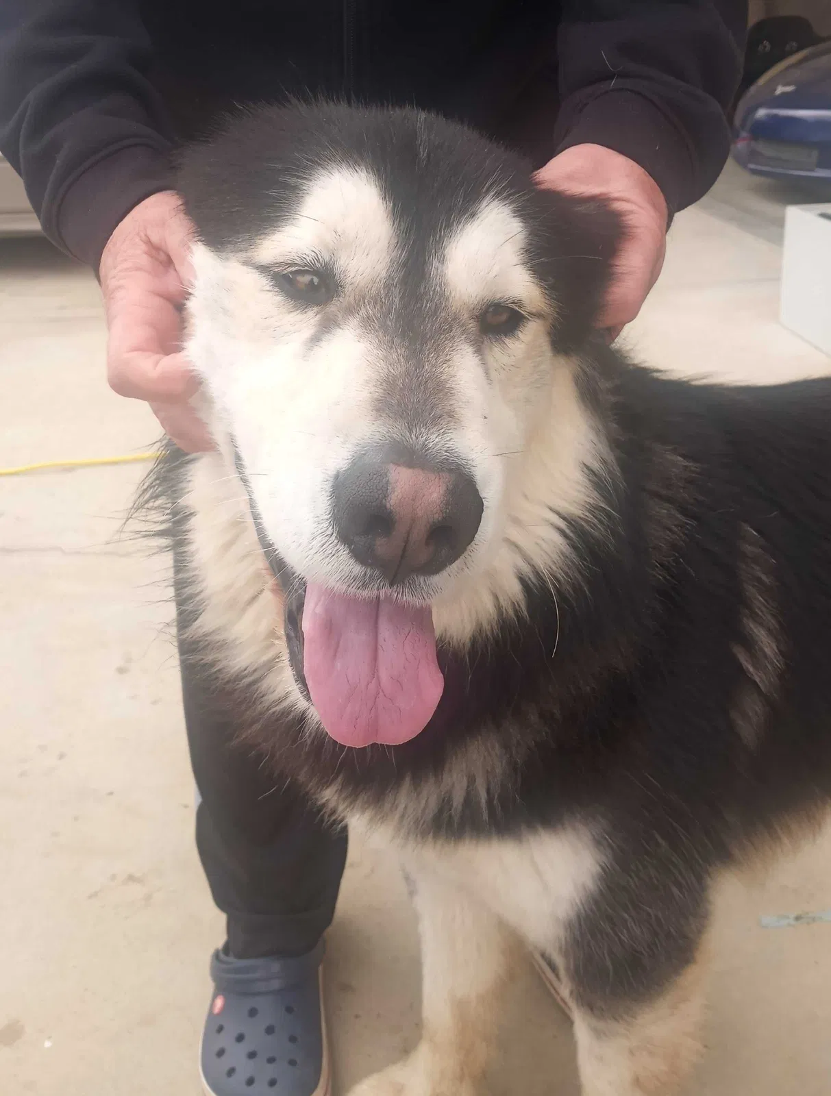 Found dog in Victorville, CA, 92394