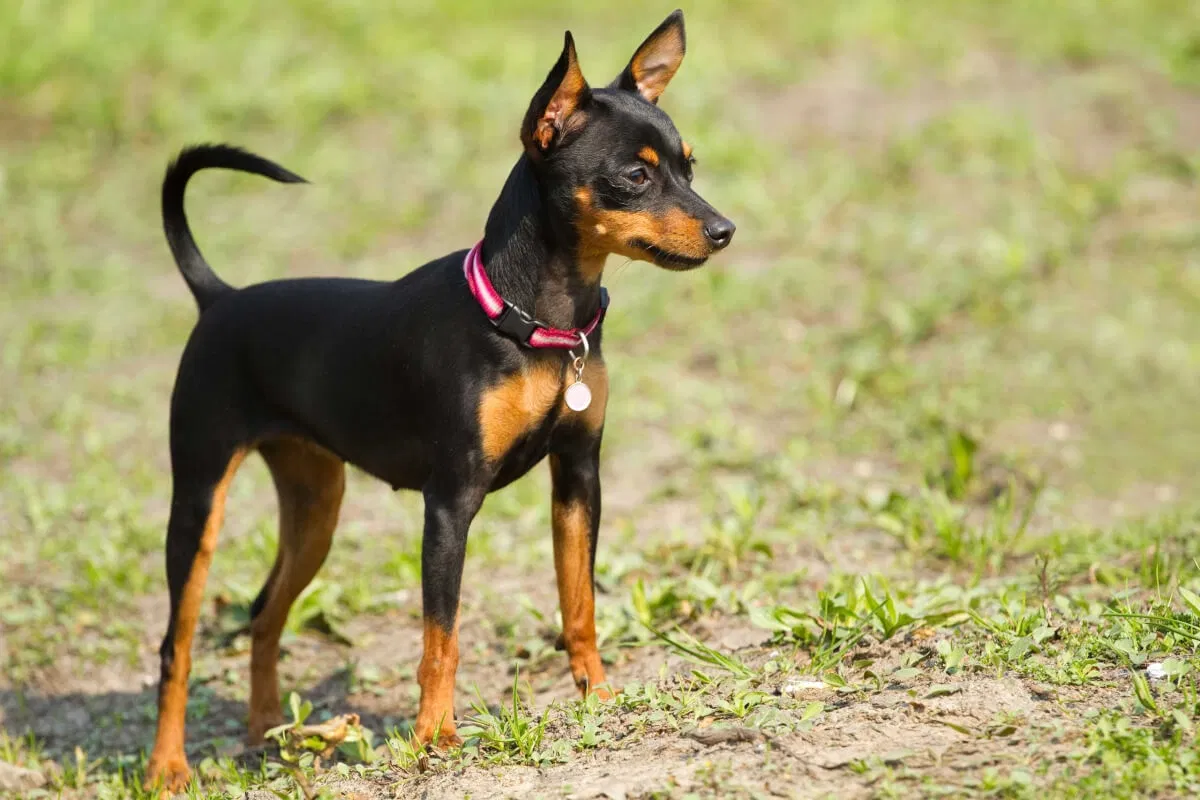 Lost dog in Everett, WA, 98201