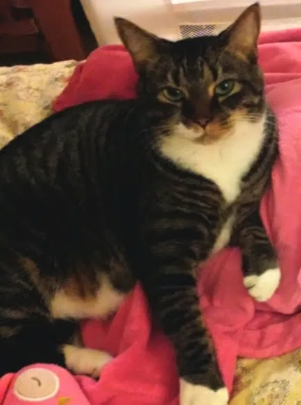 Lost cat in Summerfield, FL, 34491