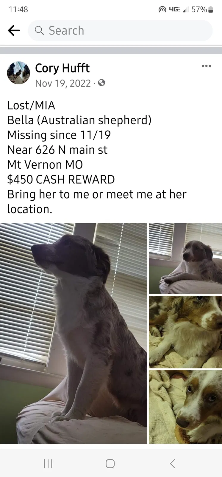 Lost dog in Mount Vernon, MO, 65712