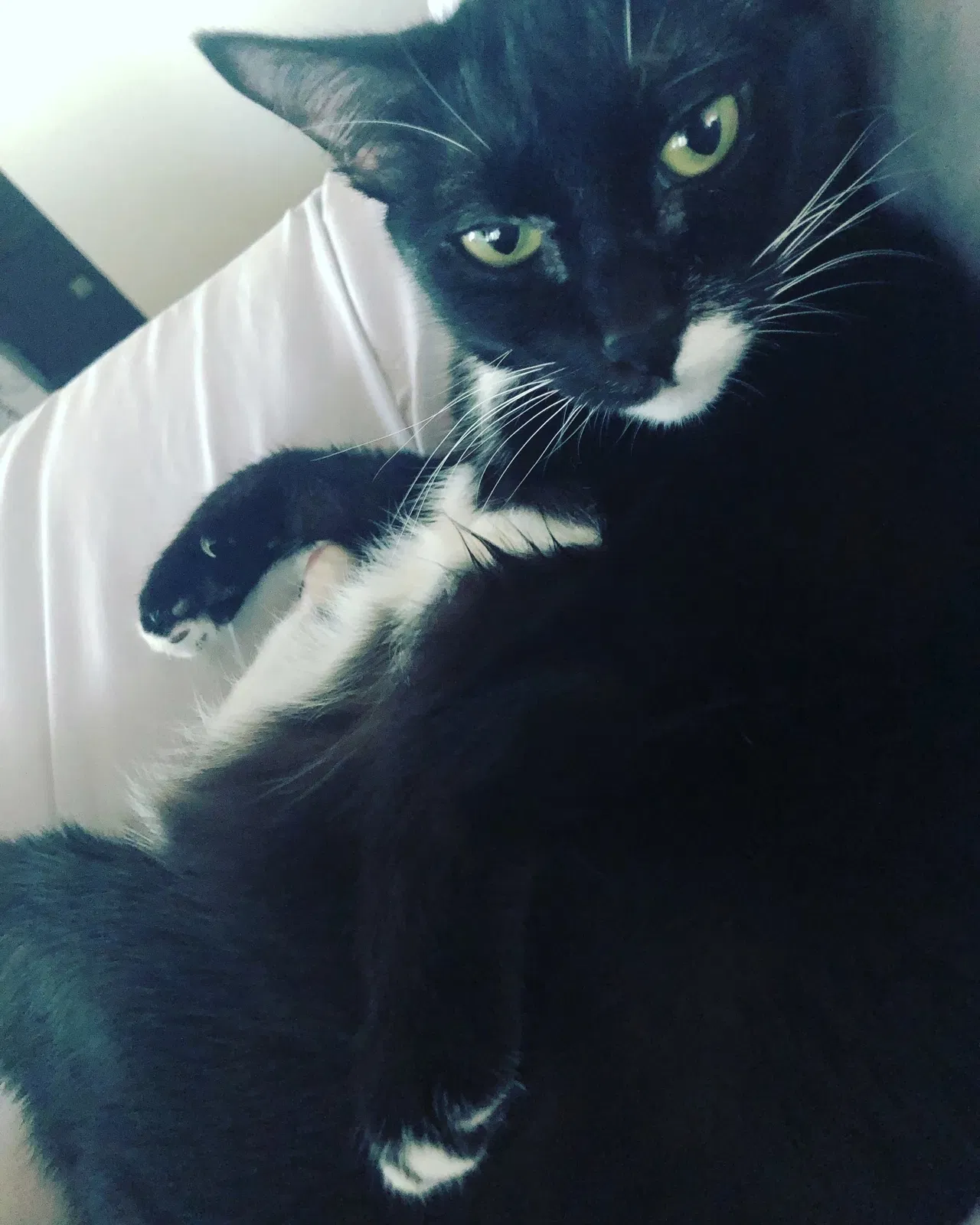 Lost cat in Santa Barbara, CA, 93103