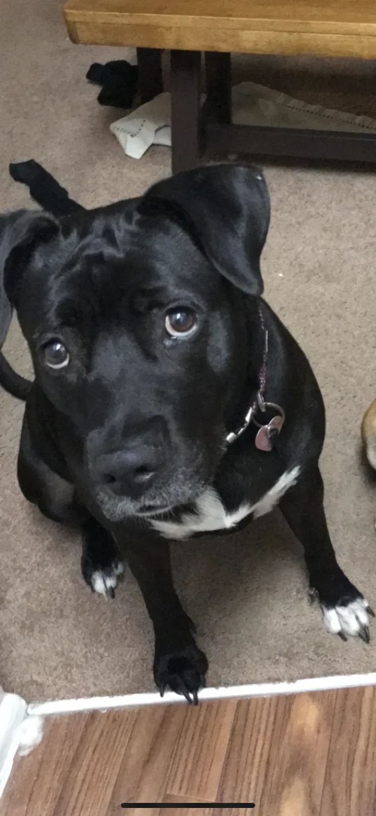 Lost dog in Middleburg, FL, 32068