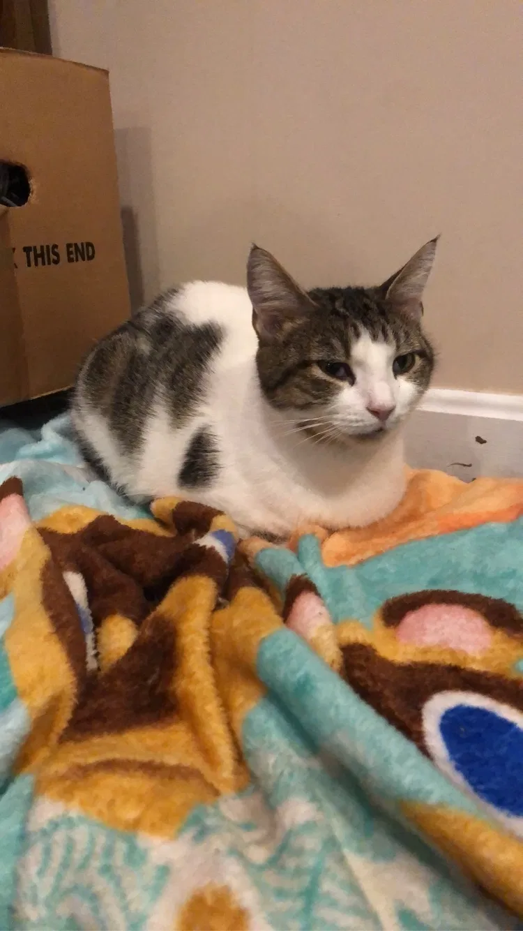 Lost cat in Burlington, KY, 41005