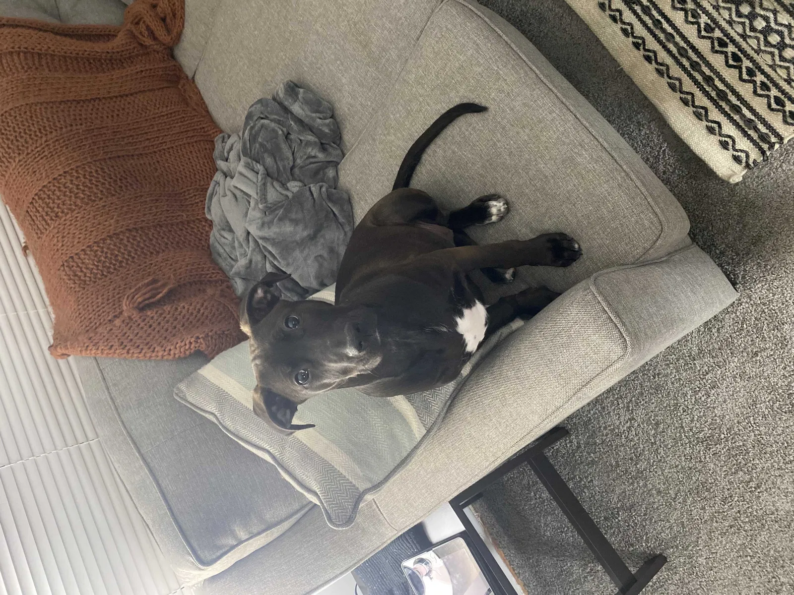 Lost dog in Baltimore, MD, 21229