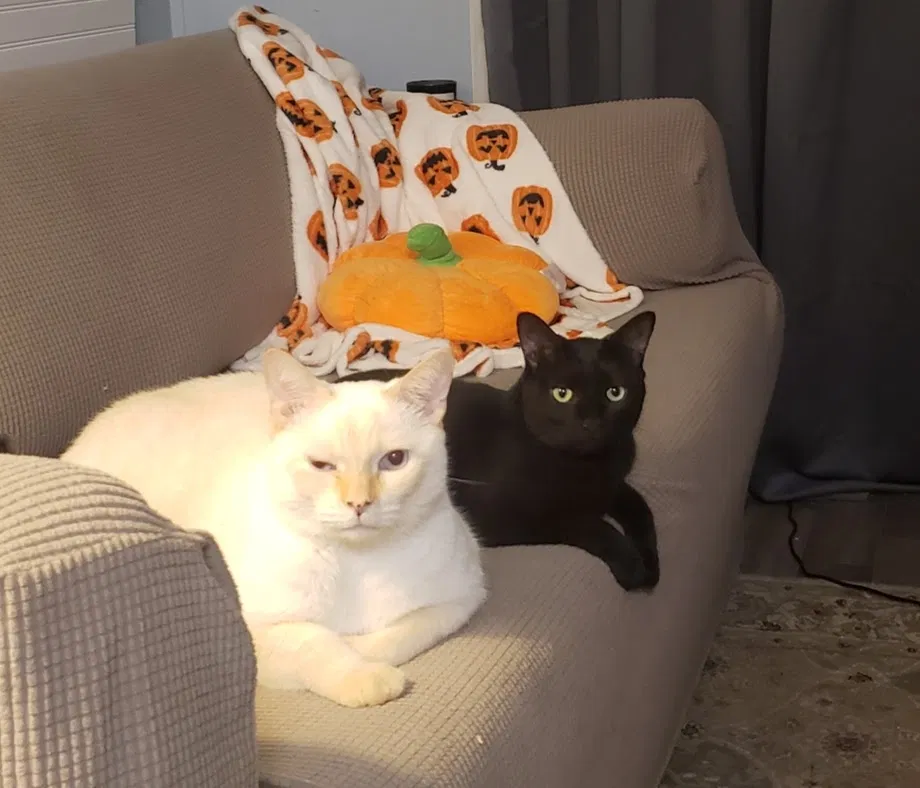 Lost cat in Ocala, FL, 34470