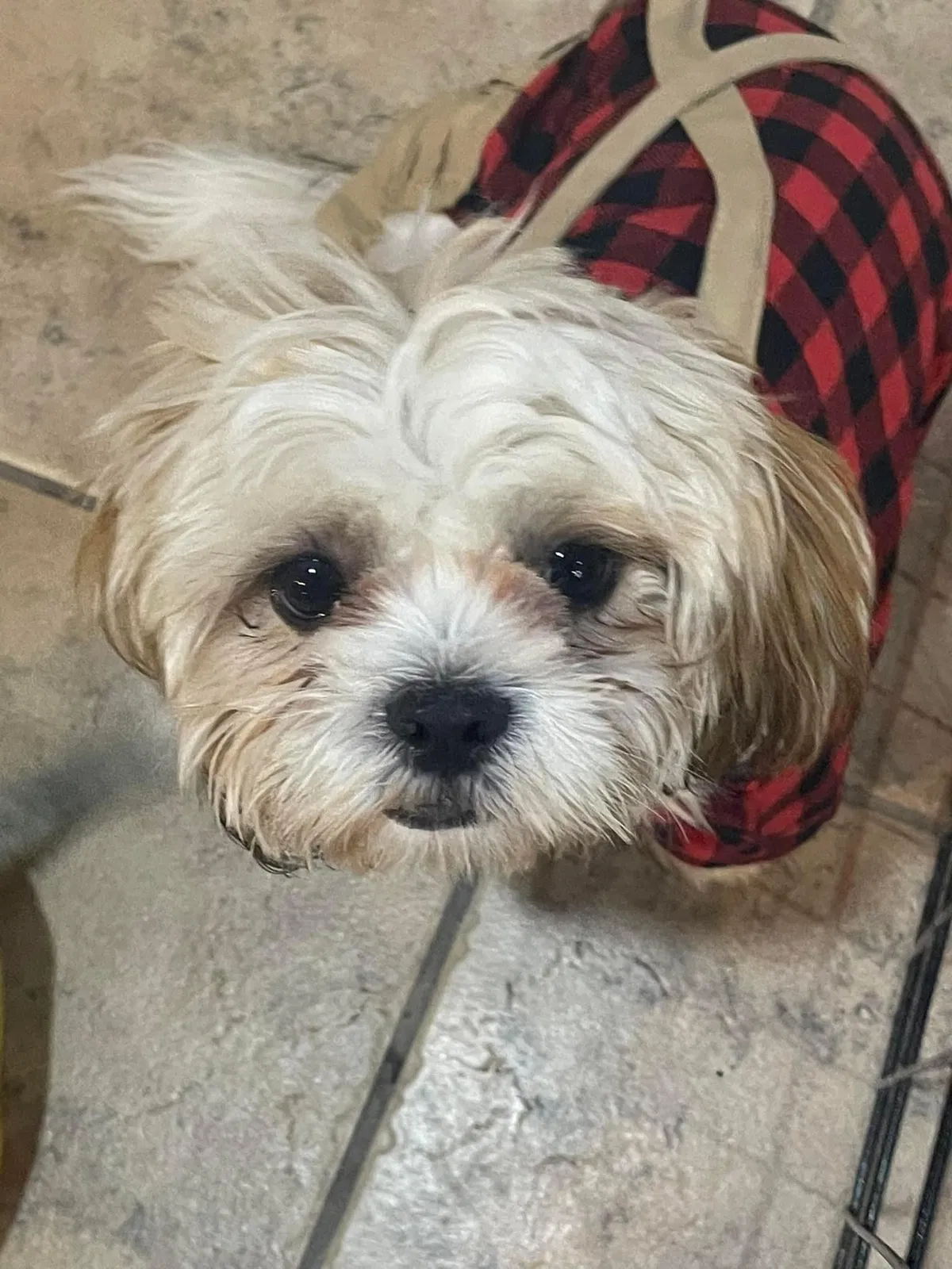 Lost dog in Fort Worth, TX, 76111