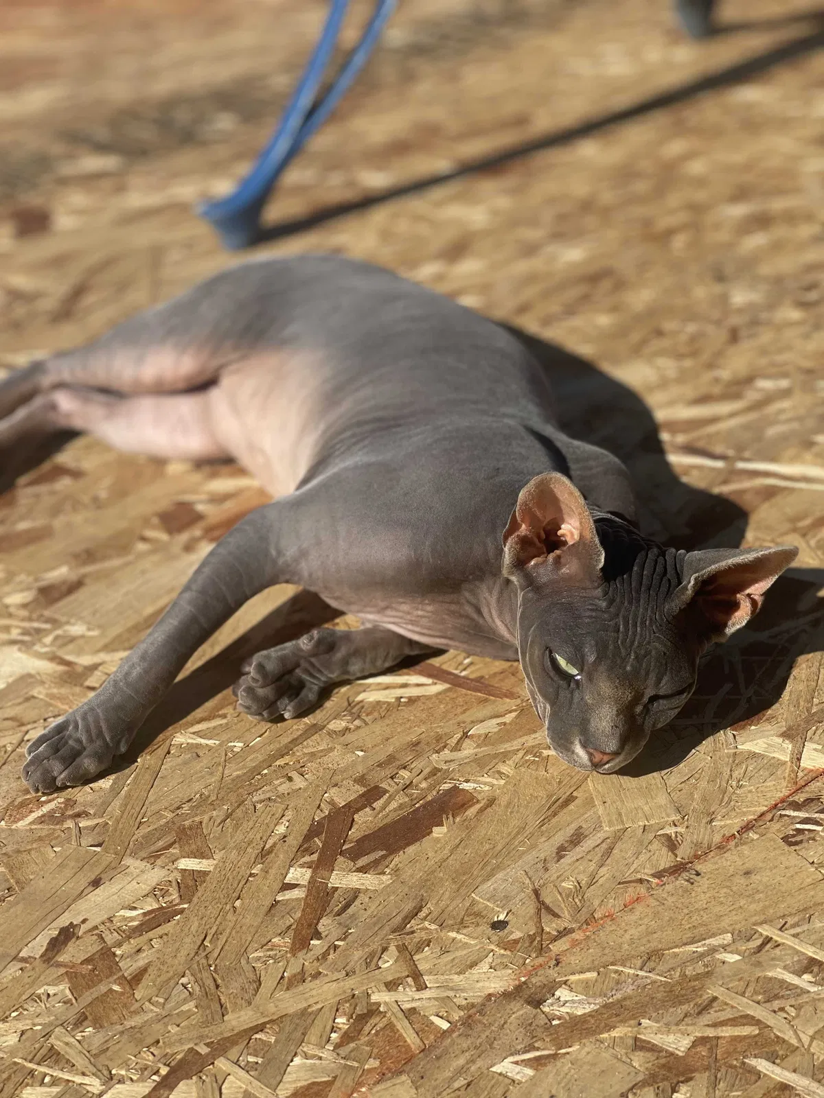 Lost cat in Seaside, CA, 93955