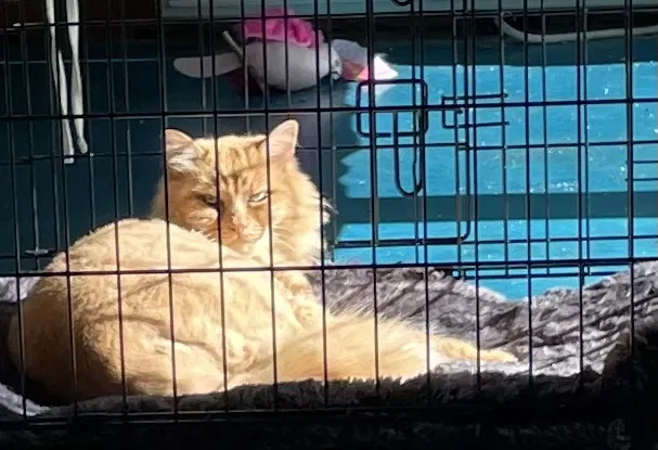 Lost cat in Chattanooga, TN, 37412
