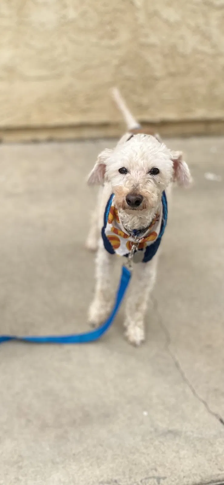 Lost dog in Goodyear, AZ, 85338