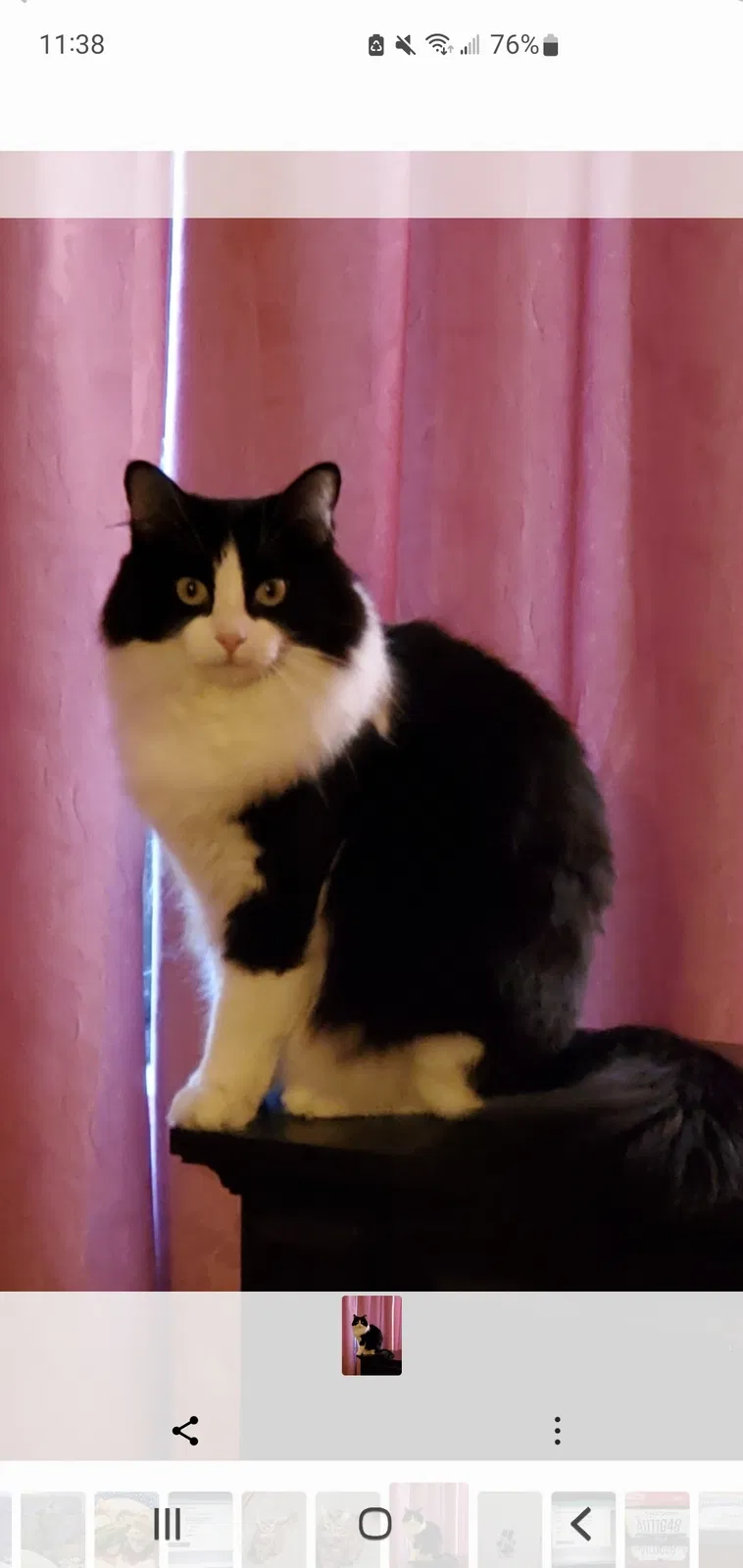 Lost cat in Citrus Heights, CA, 95621