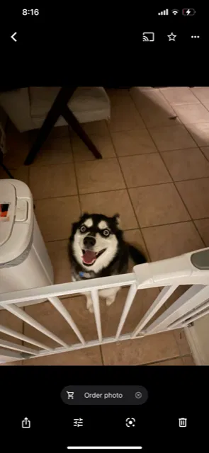 Lost dog in Houston, TX, 77095