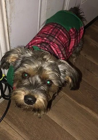 Lost dog in Red Oak, TX, 75154