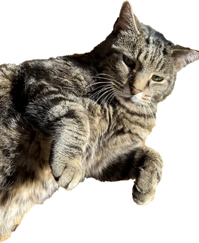 Lost cat in Belmont, CA, 94002