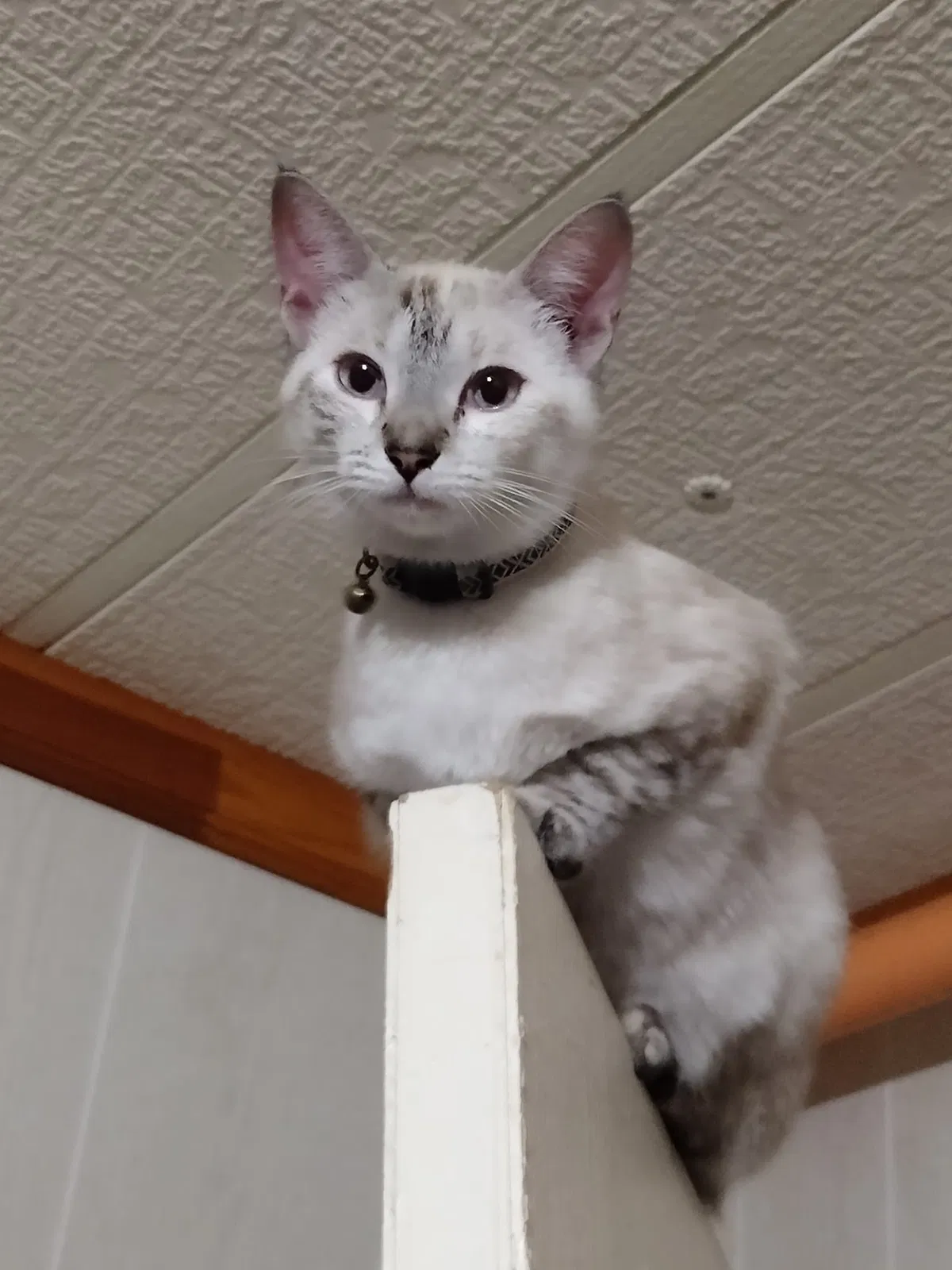 Lost cat in Ocala, FL, 34480