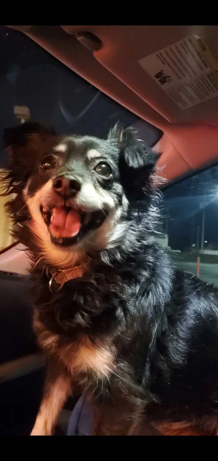 Lost dog in Phoenix, AZ, 85009