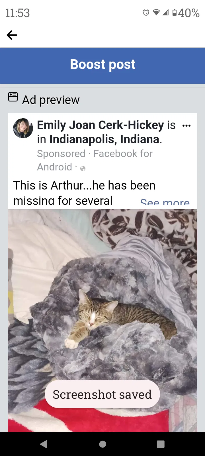 Lost cat in Indianapolis, IN, 46214