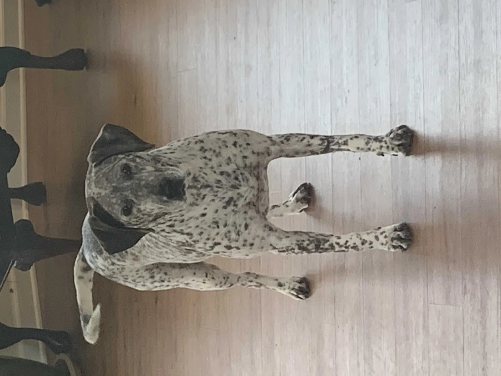 Lost dog in Flowery Branch, GA, 30542