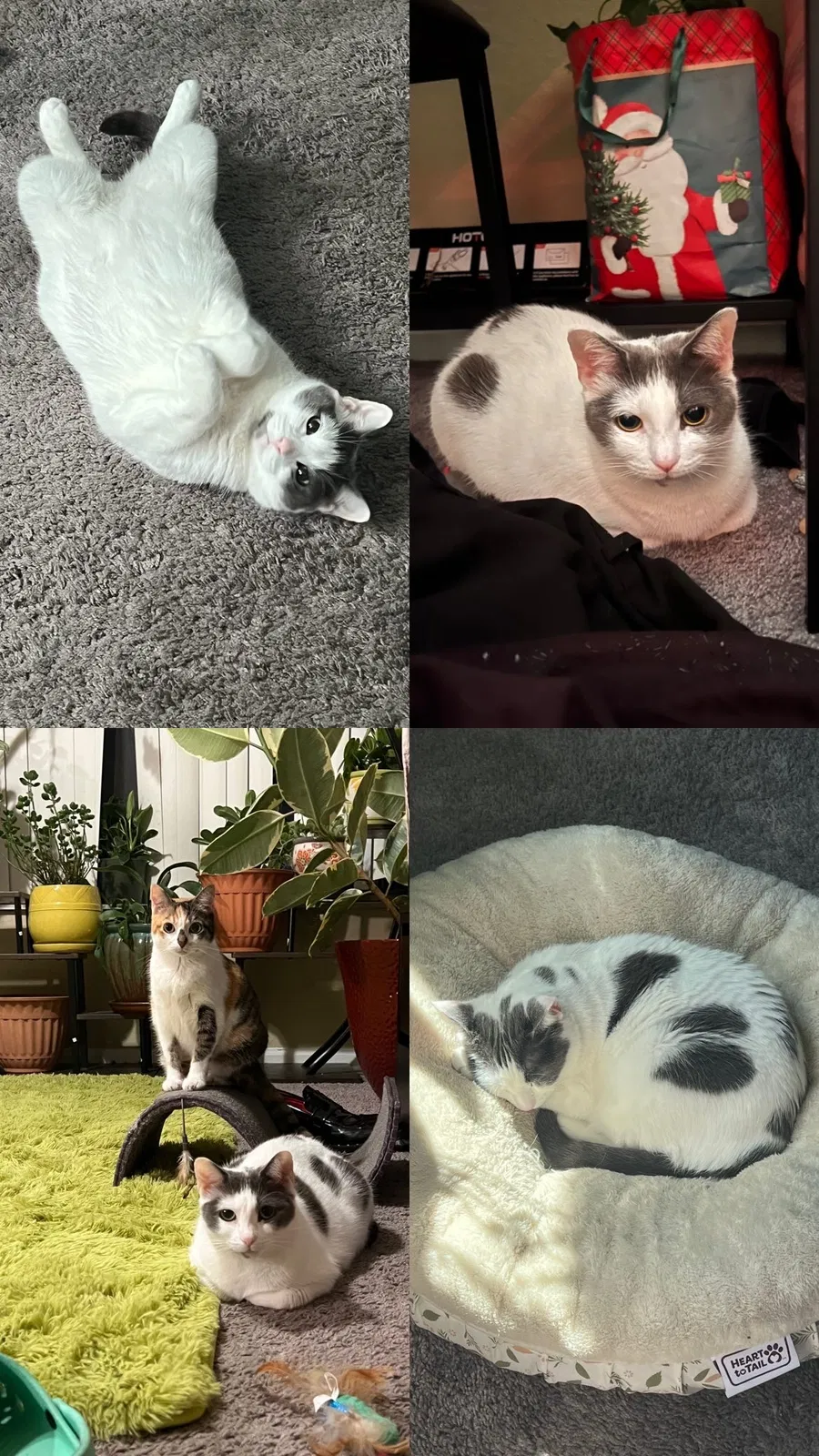 Lost cat in Tallahassee, FL, 32304