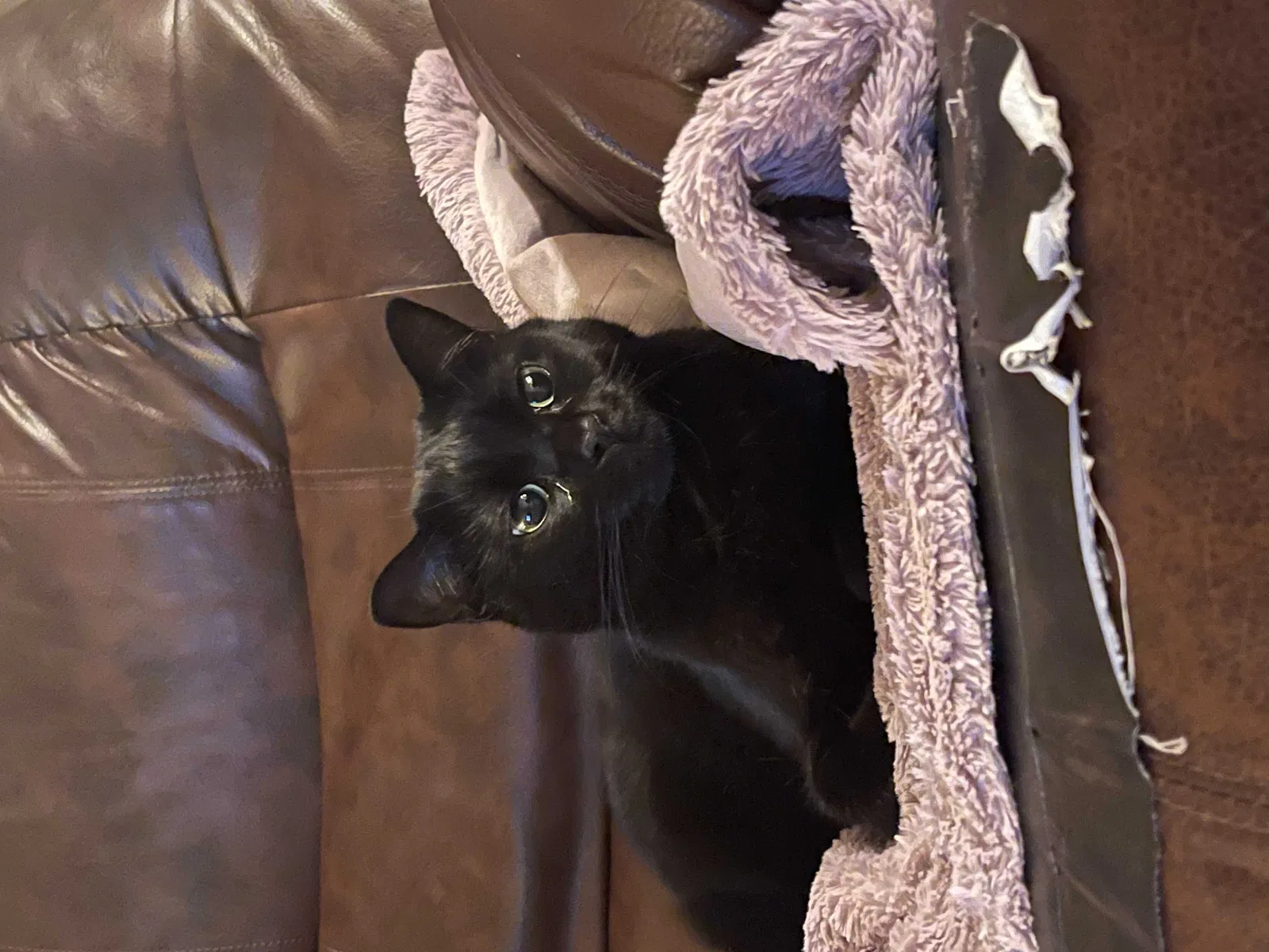 Lost cat in Royse City, TX, 75189