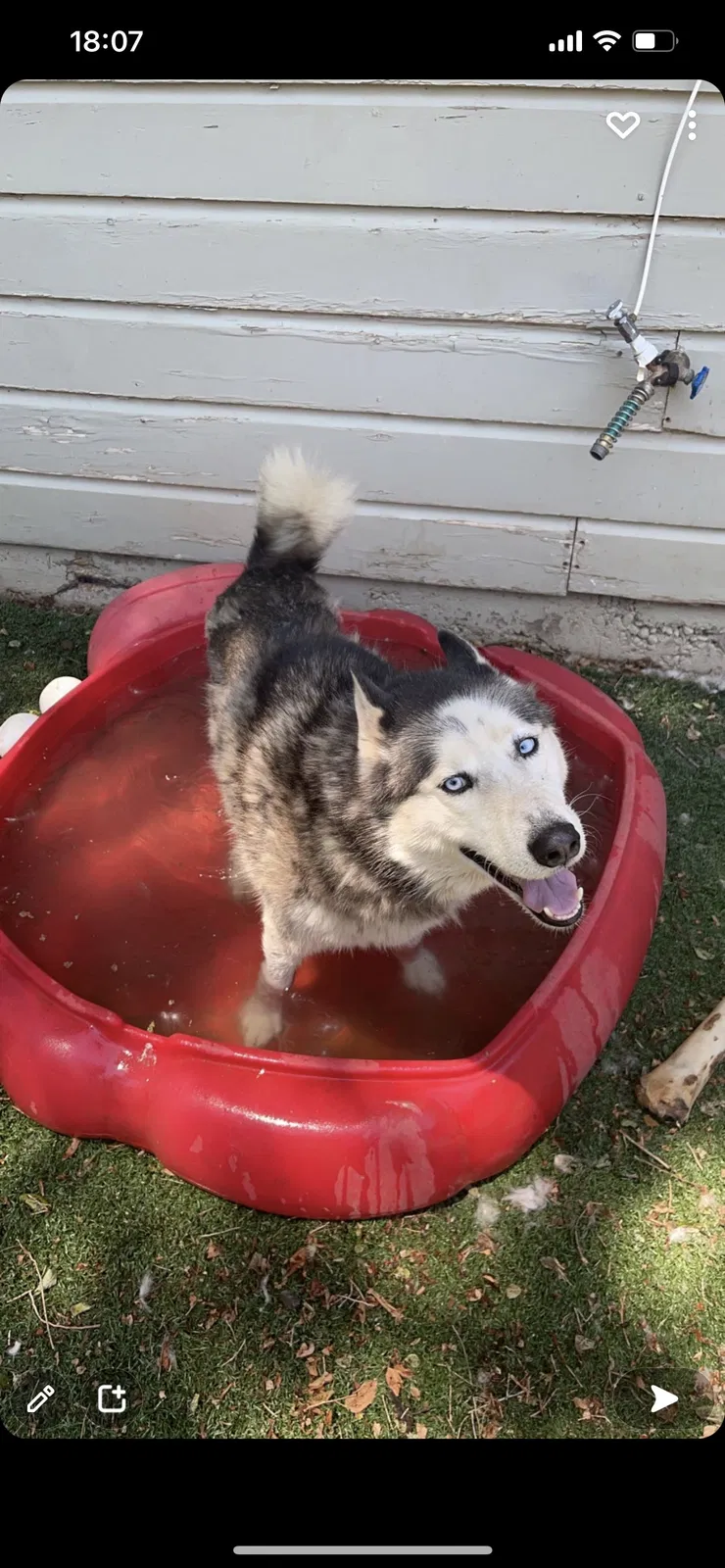 Lost dog in Canyon, TX, 79015