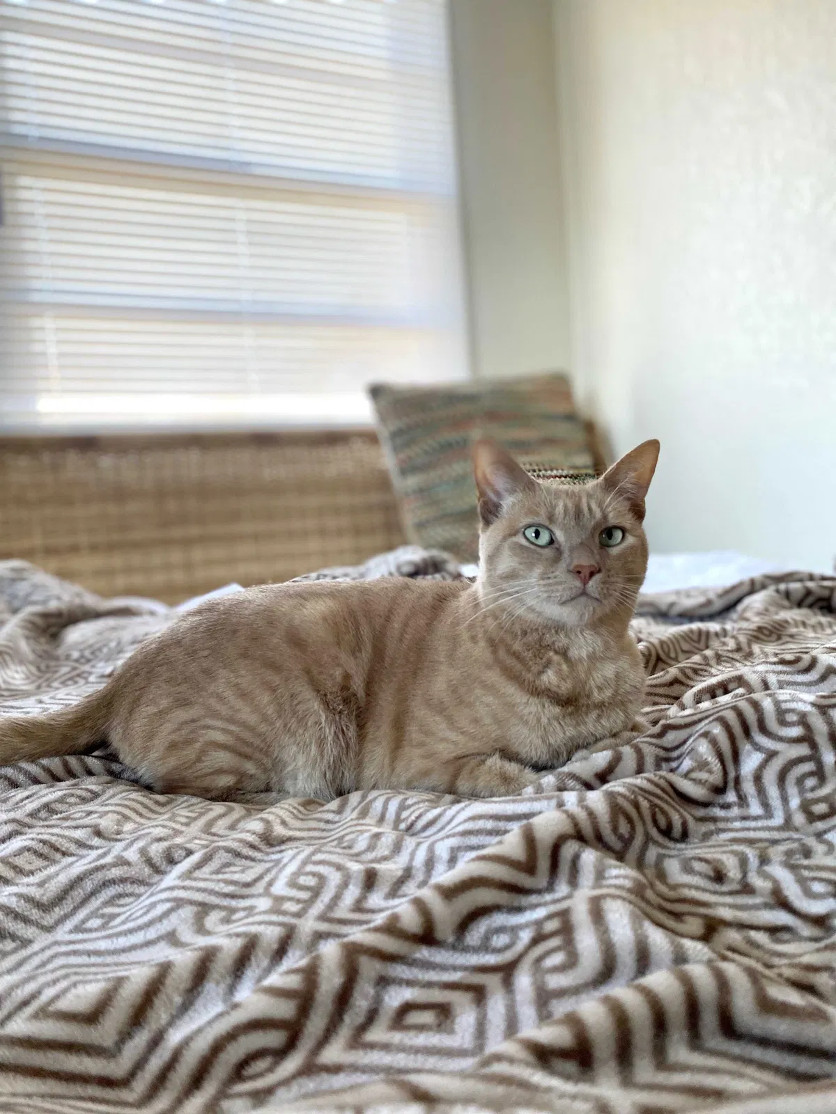 Lost cat in Seal Beach, CA, 90740