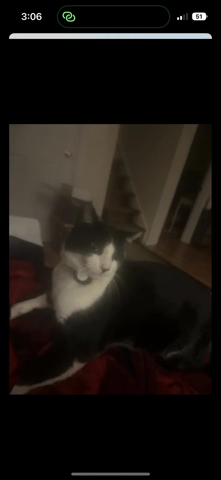 Lost cat in King George, VA, 22485