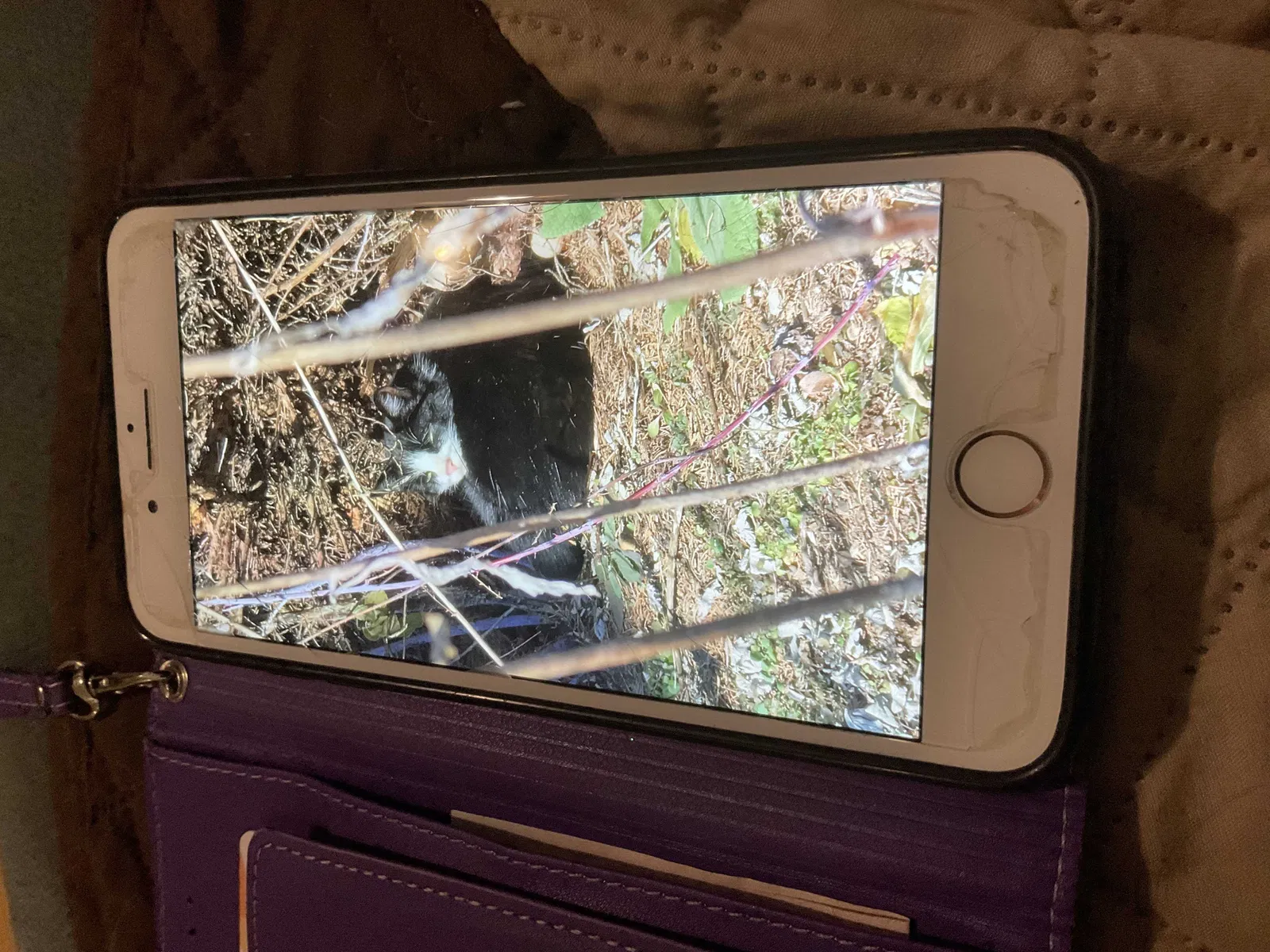 Found cat in Naugatuck, CT, 6770
