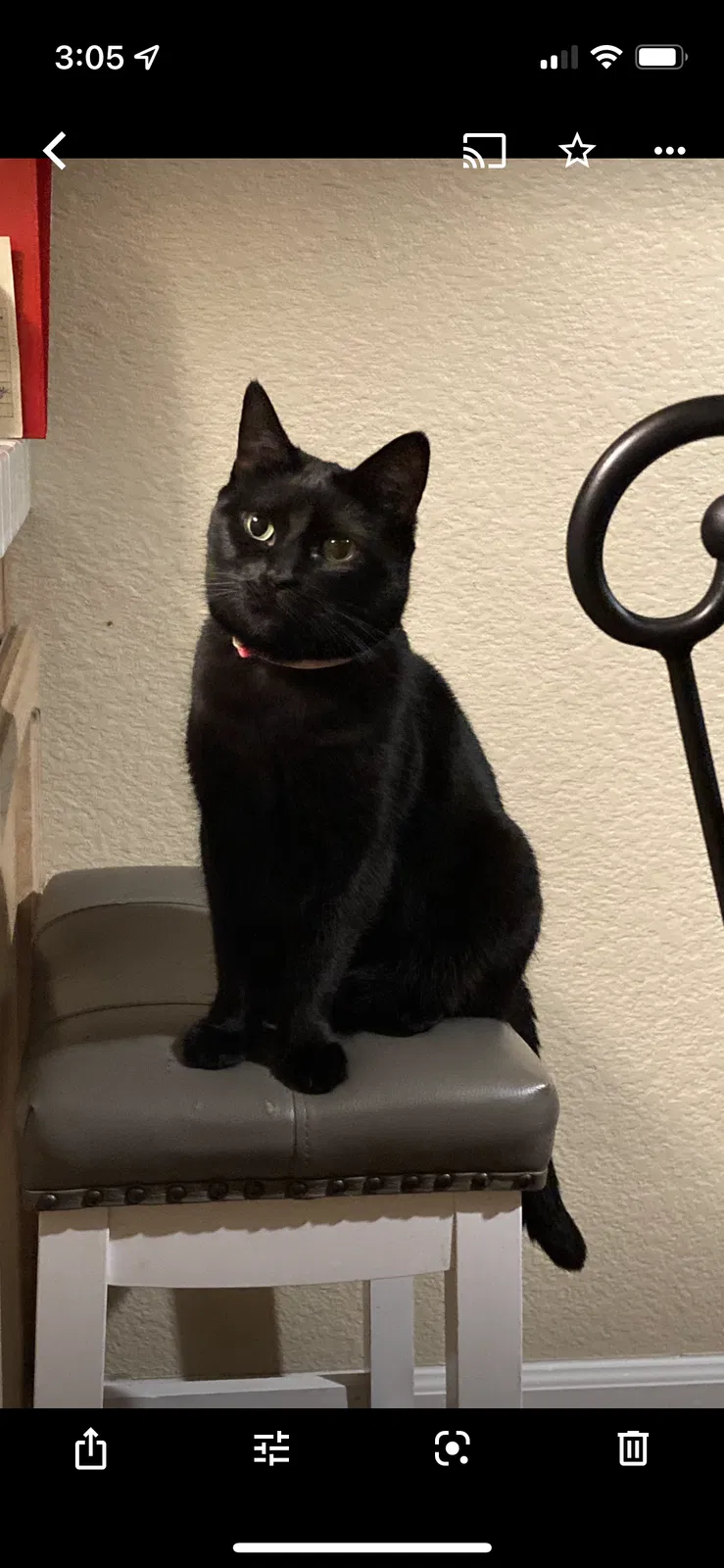 Lost cat in Elk Grove, CA, 95758
