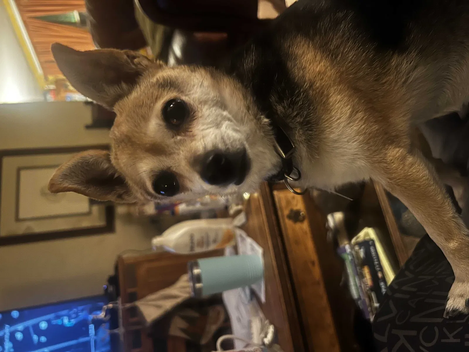 Lost dog in Colorado Springs, CO, 80909