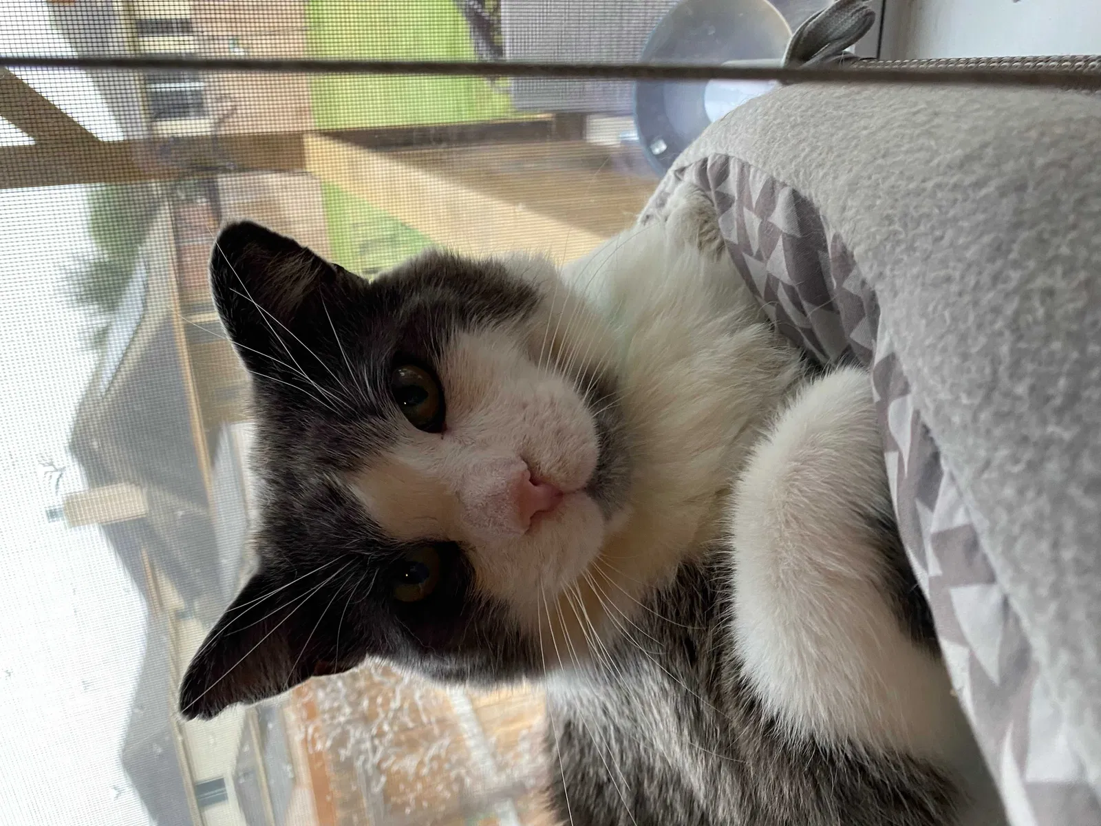 Lost cat in Cibolo, TX, 78108