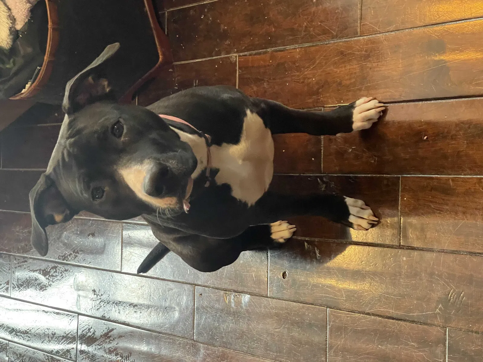 Found dog in Saint Paul, MN, 55105