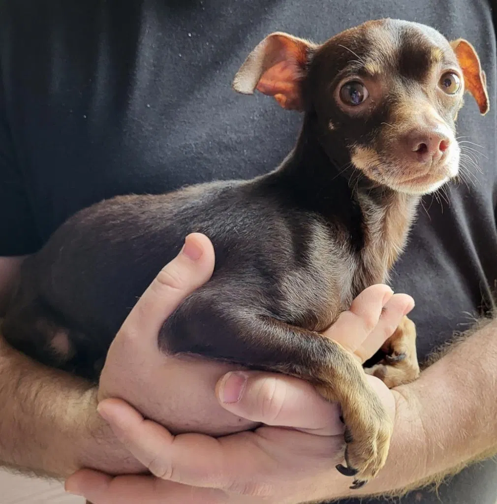 Lost dog in Ferris, TX, 75125